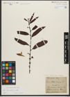 Foto von Salix triandra subsp. triandra L.